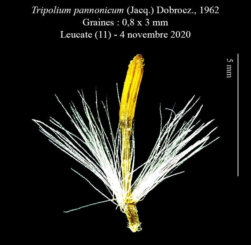 Tripolium pannonicum #65722