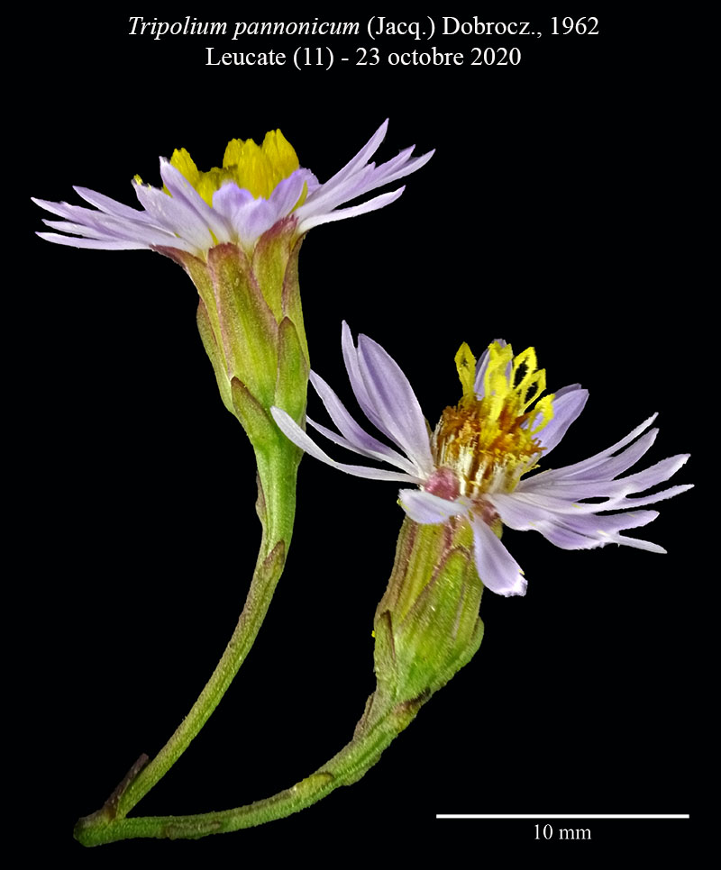 Tripolium pannonicum #65716