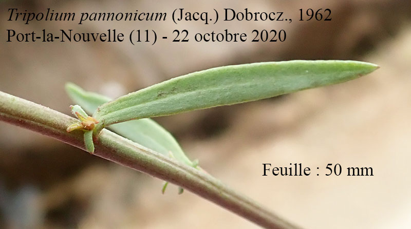 Tripolium pannonicum #65714