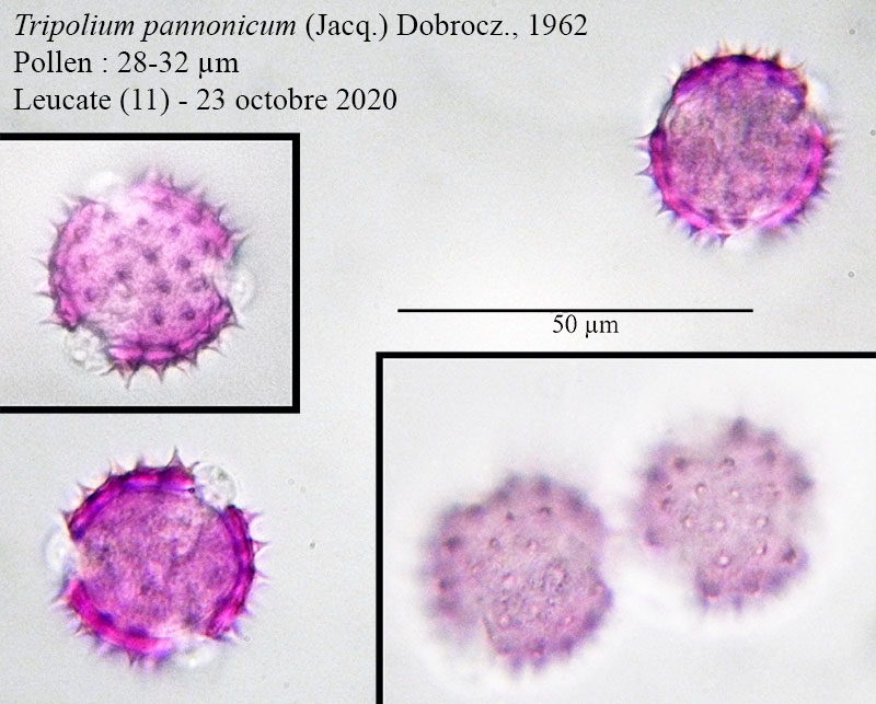 Tripolium pannonicum #65719