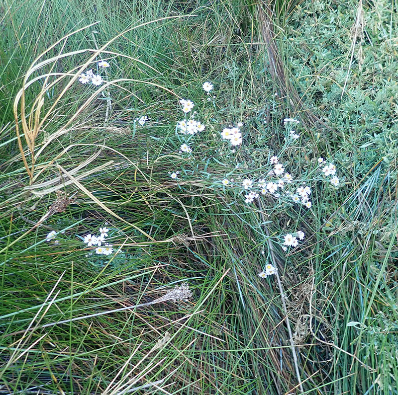 Tripolium pannonicum #65713