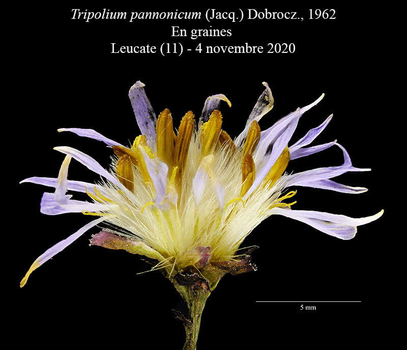 Tripolium pannonicum #65720
