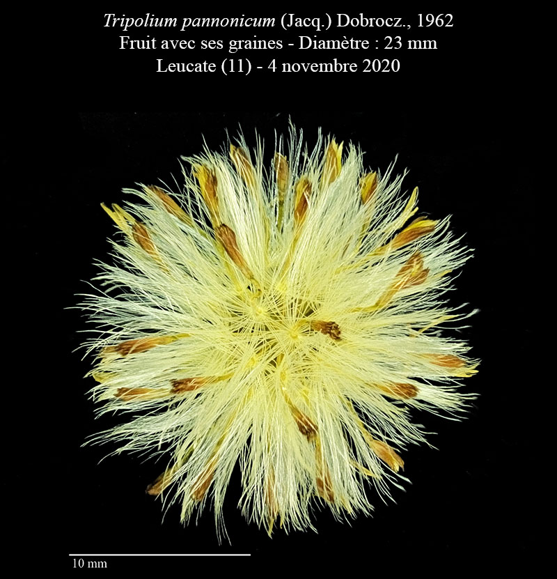 Tripolium pannonicum #65721