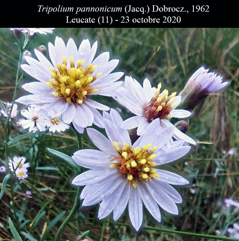 Tripolium pannonicum #65715