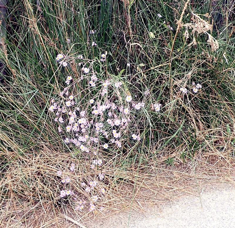 Tripolium pannonicum #65712