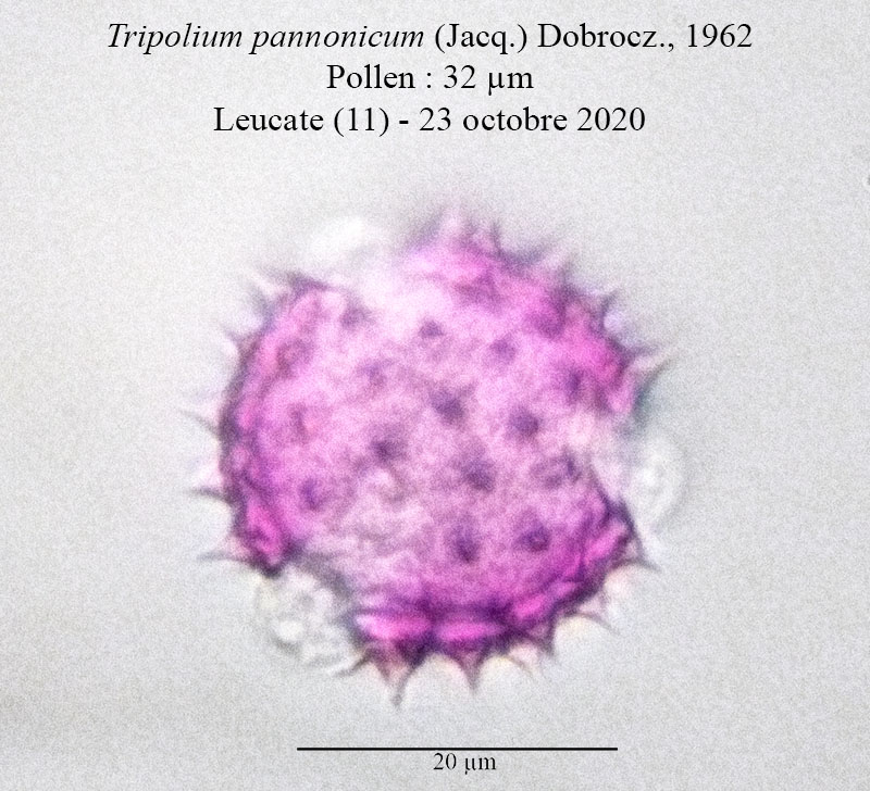 Tripolium pannonicum #65718
