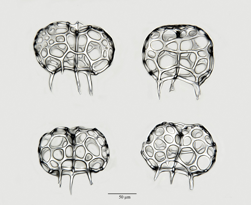 Tripospyris viminea R. Brandt n. sp. #21412