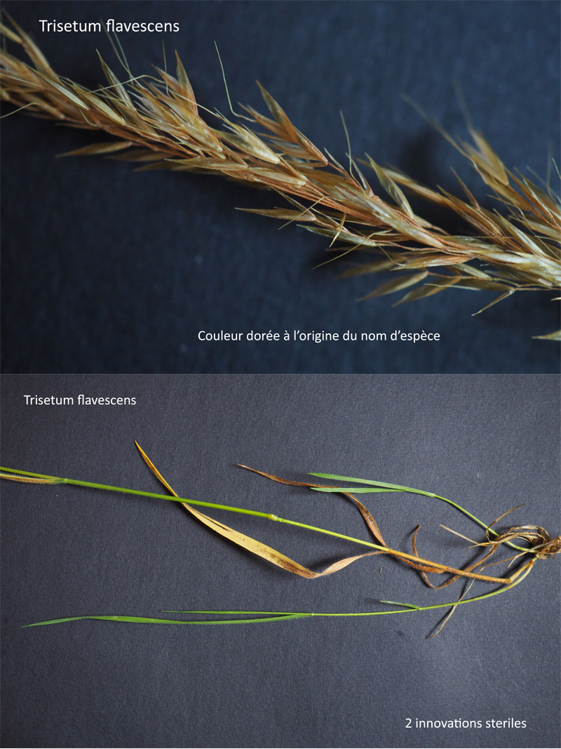 Trisetum flavescens (L.) P. Beauv. : Le Trisète jaunâtre #63819