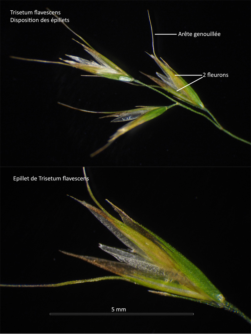 Trisetum flavescens (L.) P. Beauv. : Le Trisète jaunâtre #63821