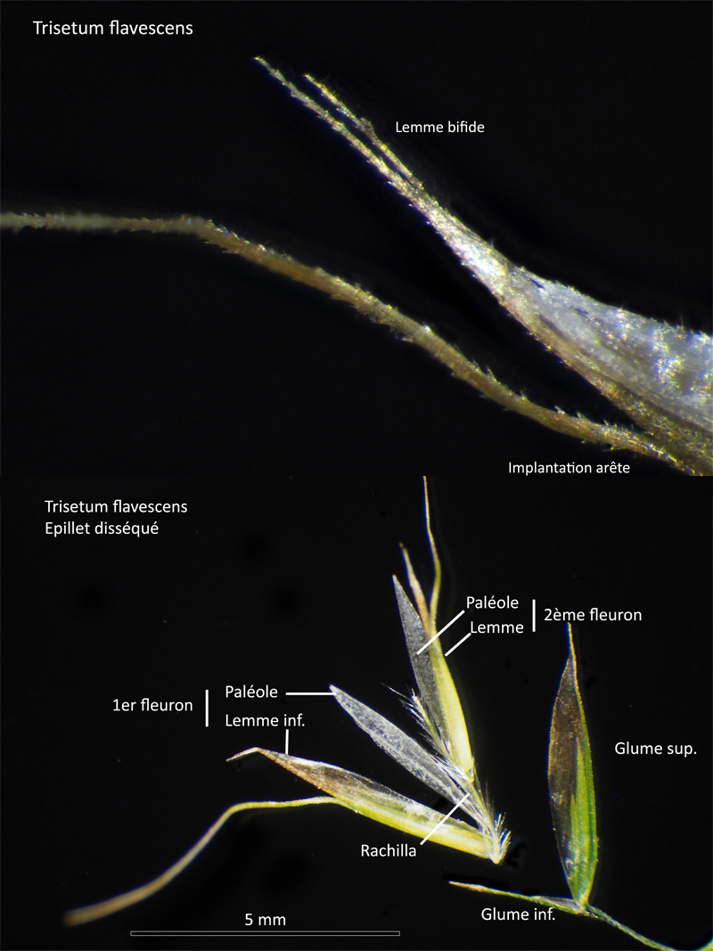 Trisetum flavescens (L.) P. Beauv. : Le Trisète jaunâtre #63822