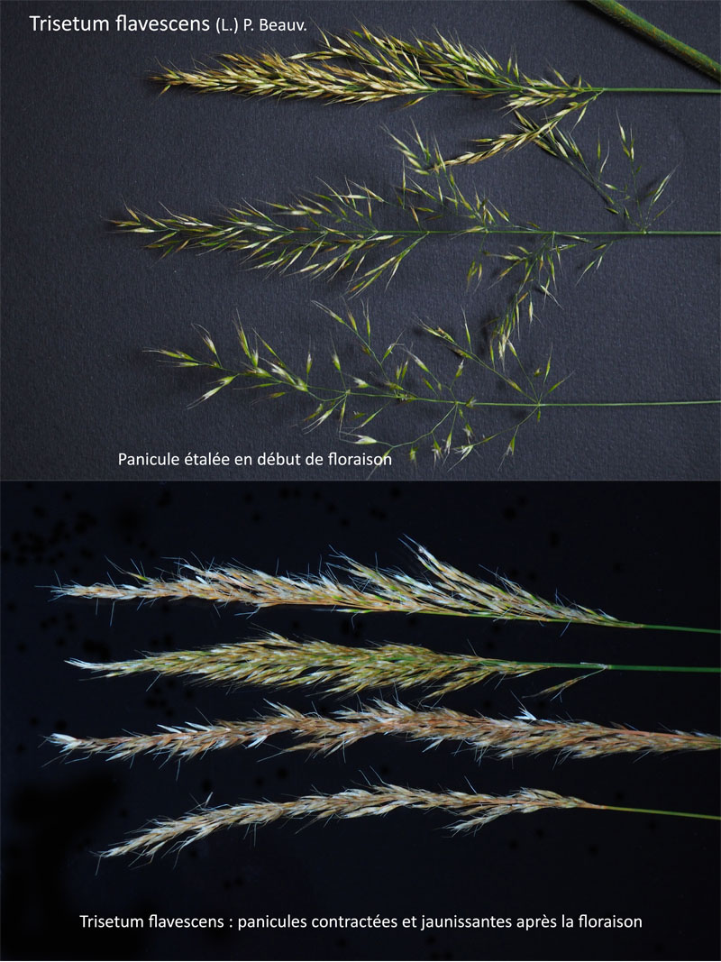 Trisetum flavescens (L.) P. Beauv. : Le Trisète jaunâtre #63818