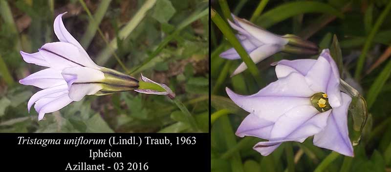 Tristagma uniflorum #44379