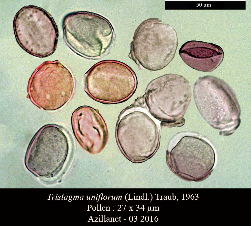 Tristagma uniflorum #44380