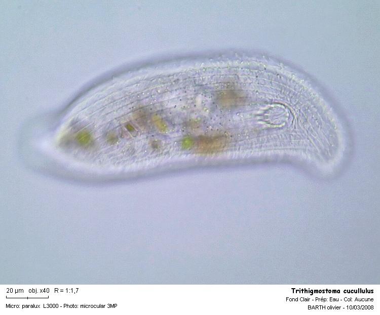 Trithigmostoma cucullulus #2904