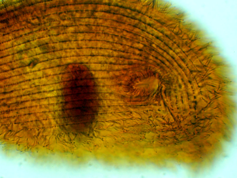 Trithigmostoma steinii #38487