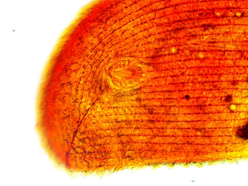 Trithigmostoma steinii #38489