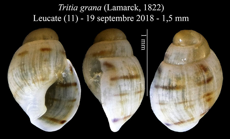 Tritia grana #61758