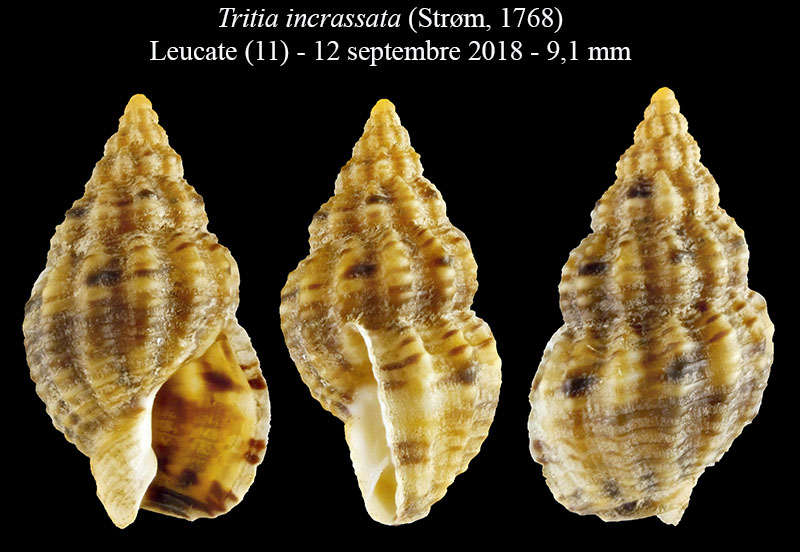 Tritia incrassata #59650