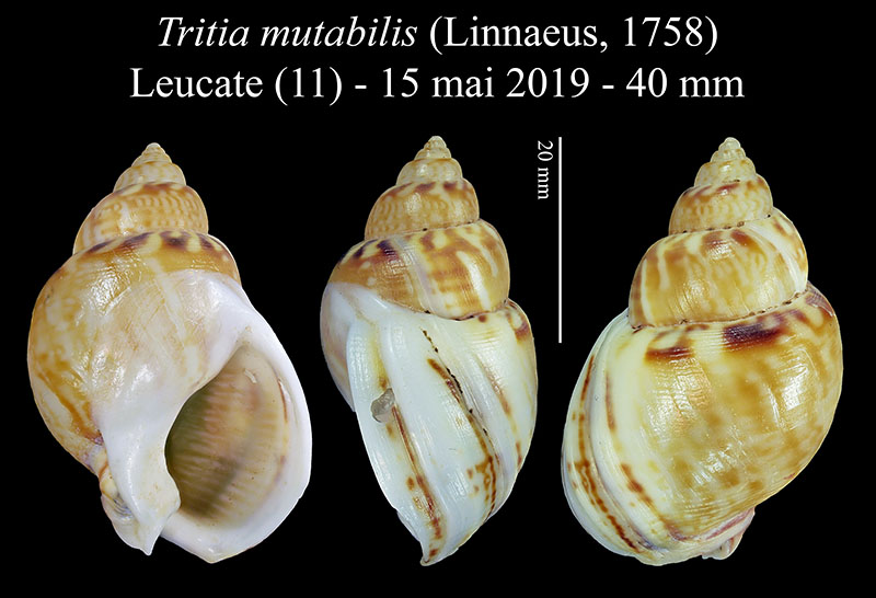 Tritia mutabilis #59543