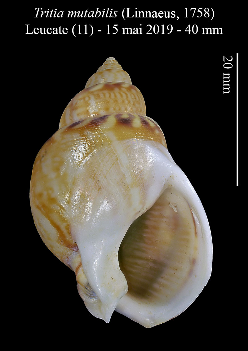 Tritia mutabilis #59545