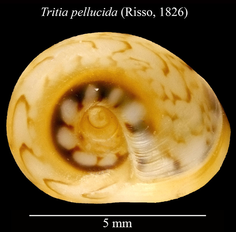 Tritia pellucida #59653