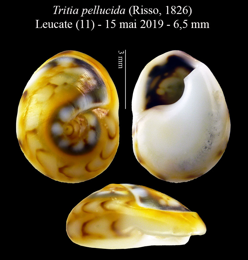 Tritia pellucida #59654