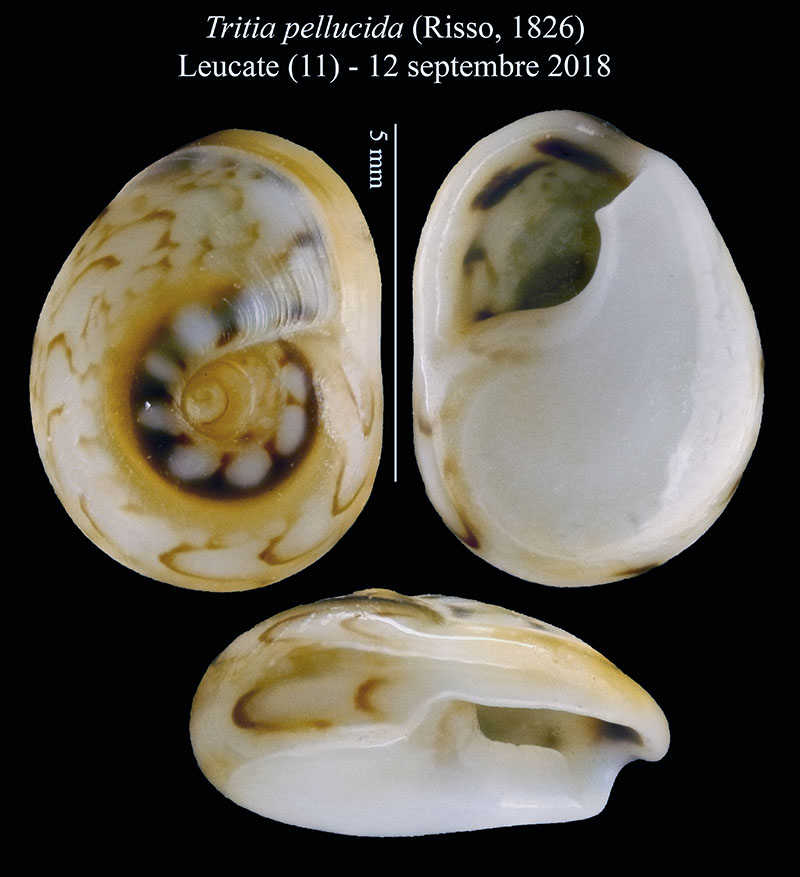 Tritia pellucida #59652