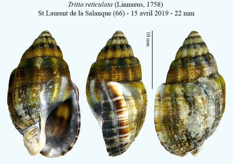 Tritia reticulata #59521