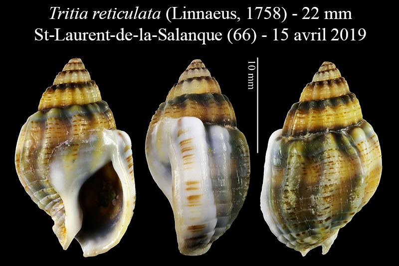 Tritia reticulata #59520