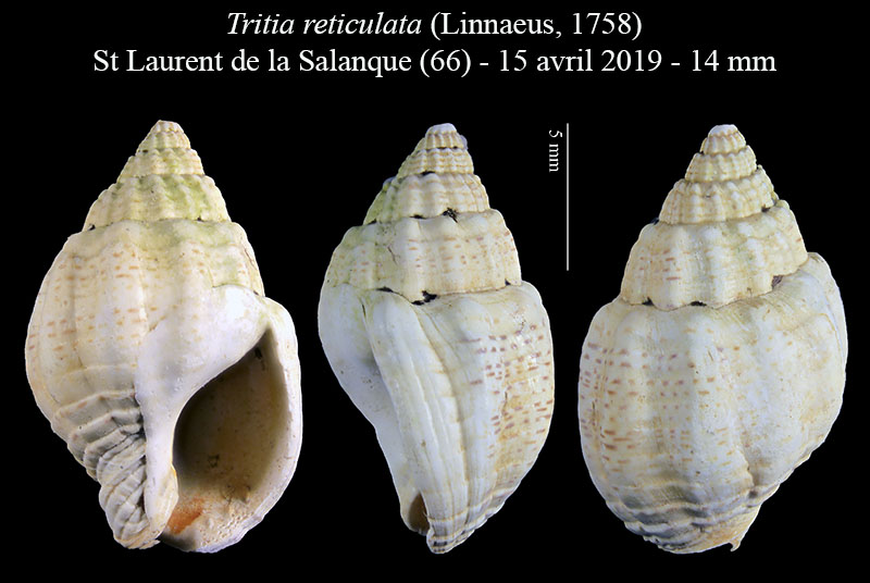 Tritia reticulata #59522