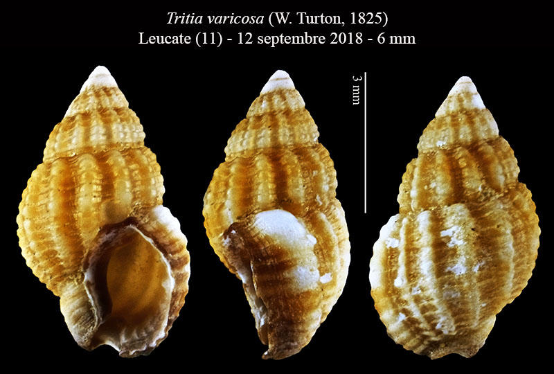 Tritia varicosa ex Tritia pygmaea #63865