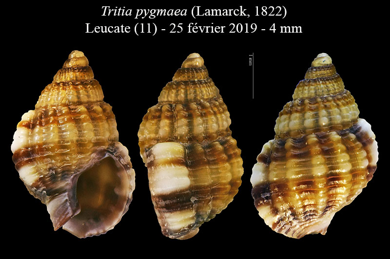 Tritia varicosa ex Tritia pygmaea #58865