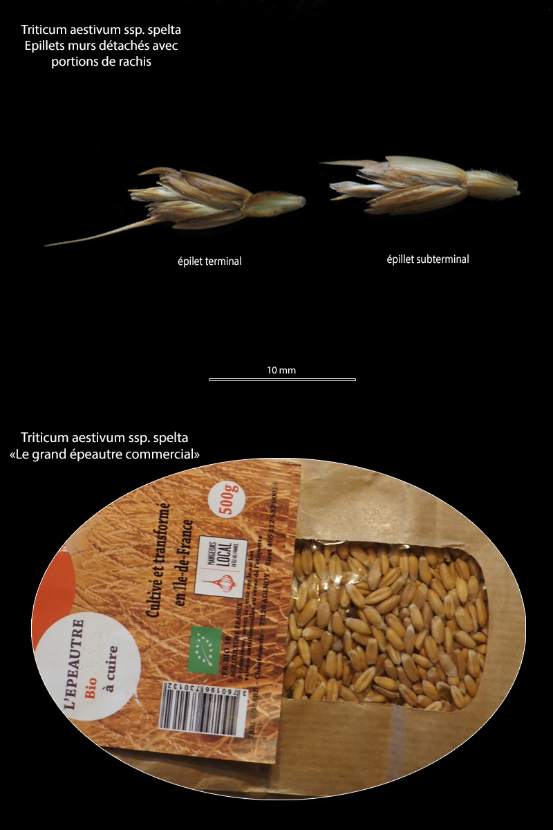 Triticum aestivum ssp. spelta - Le grand épeautre #70684