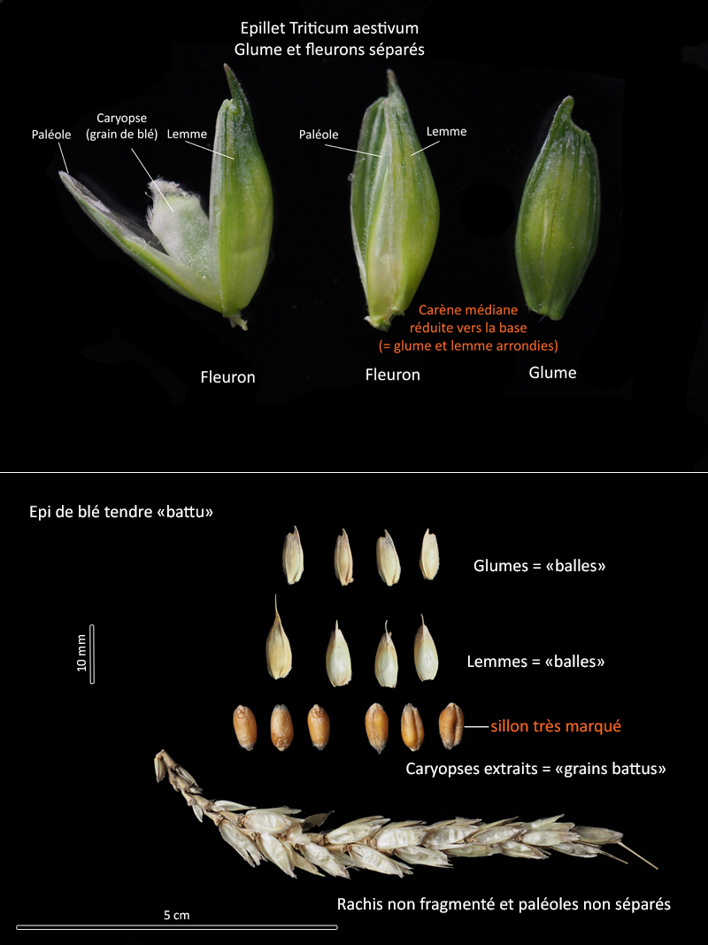 Triticum aestivum L. - Le blé tendre #70467