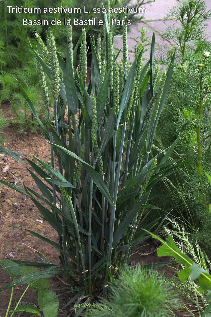 Triticum aestivum L. - Le blé tendre #70464