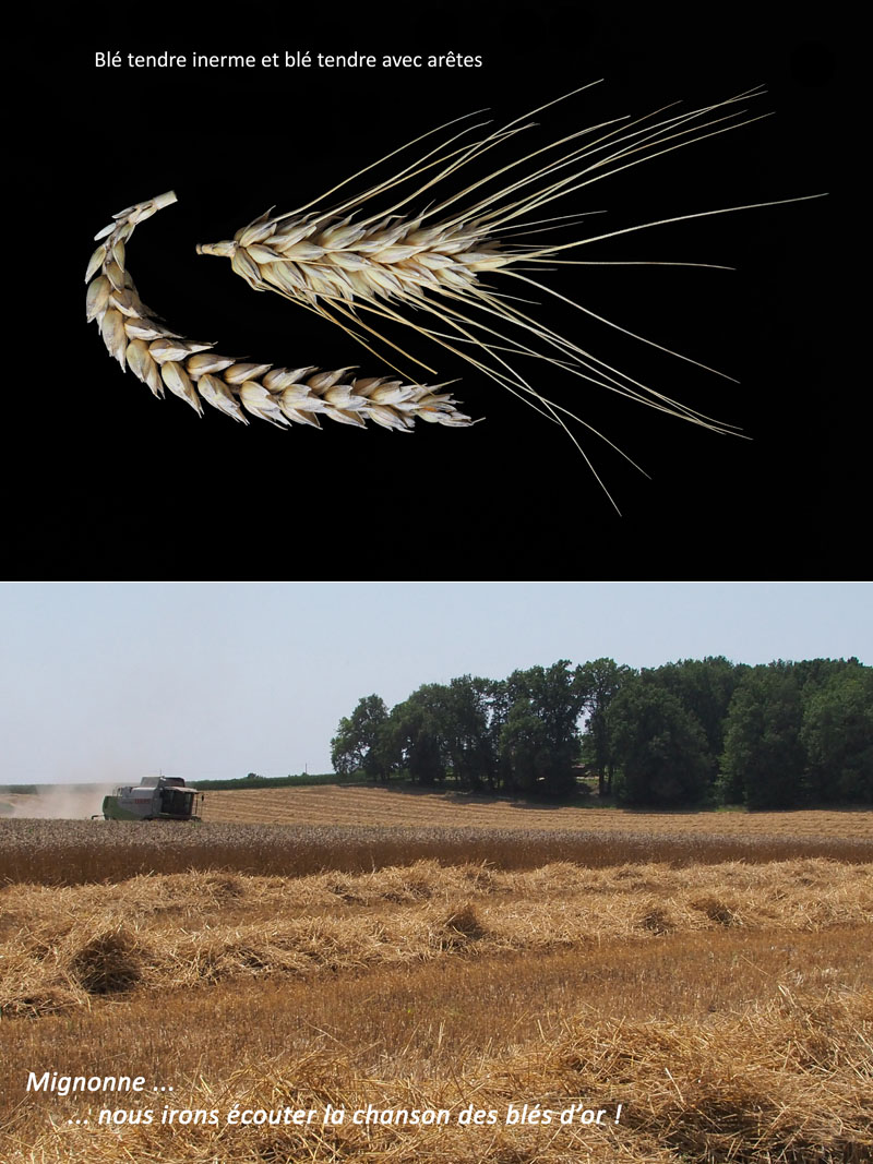 Triticum aestivum L. - Le blé tendre #70468