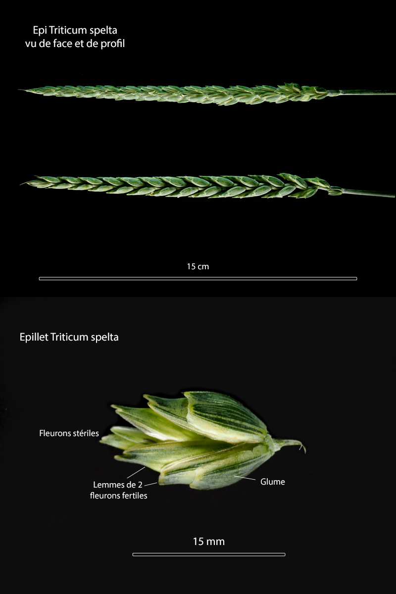 Triticum aestivum ssp. spelta - Le grand épeautre #70682