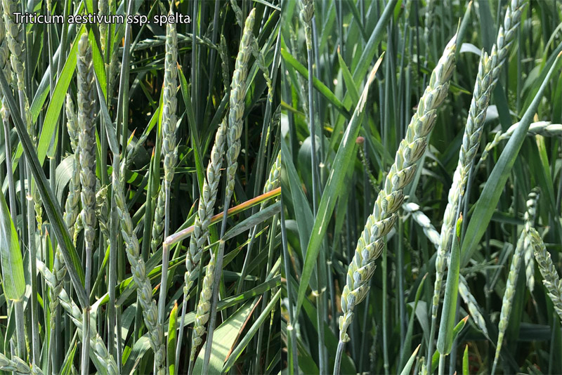 Triticum aestivum ssp. spelta - Le grand épeautre #70681