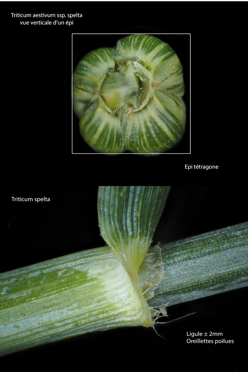 Triticum aestivum ssp. spelta - Le grand épeautre #70683