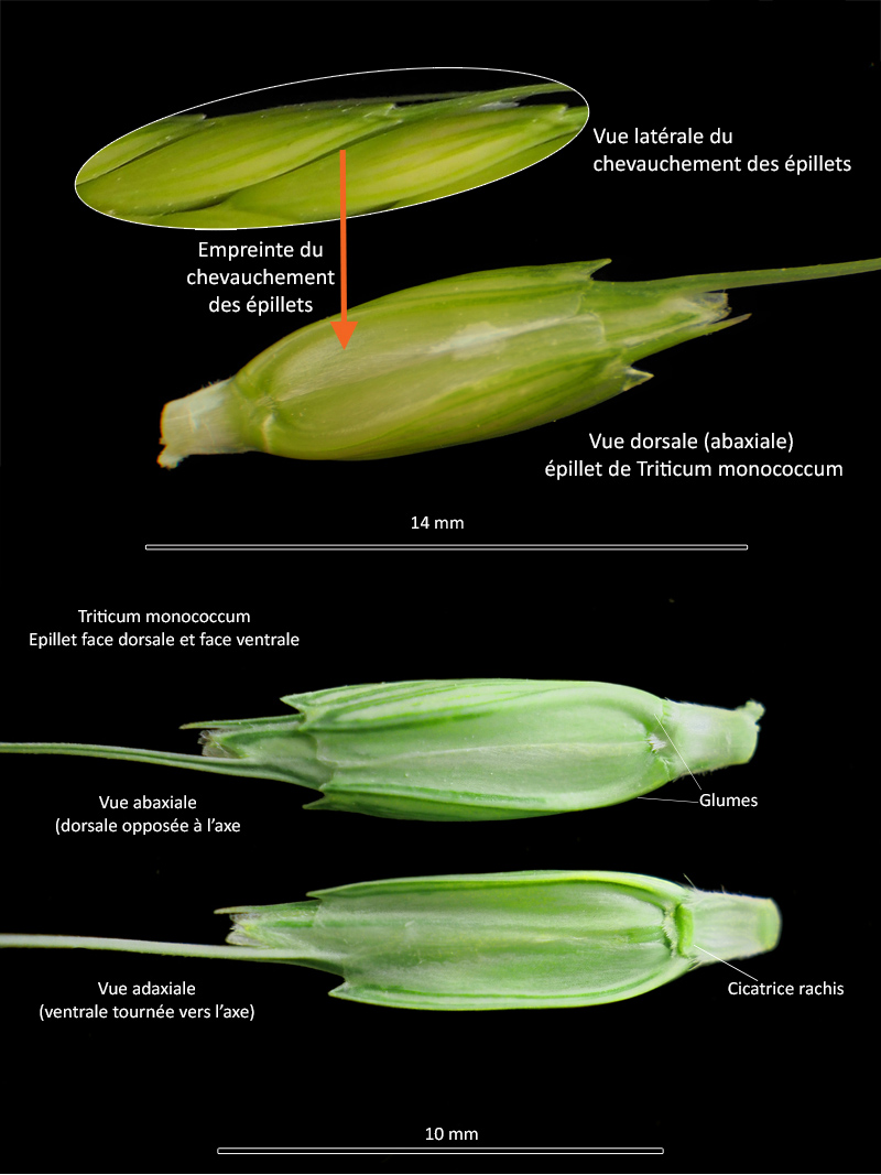 Triticum monococcum L. ssp. monococcum – Le petit épeautre - #70770