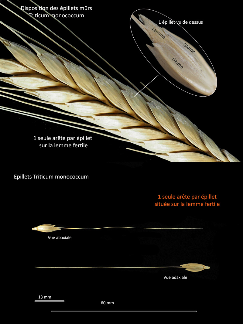 Triticum monococcum L. ssp. monococcum – Le petit épeautre - #70772