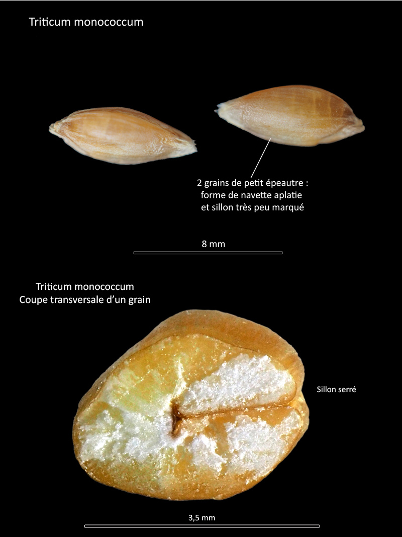 Triticum monococcum L. ssp. monococcum – Le petit épeautre - #70773