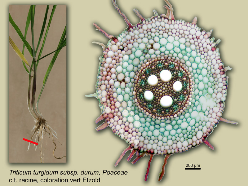 Triticum turgidum, histologie, histology. #21121