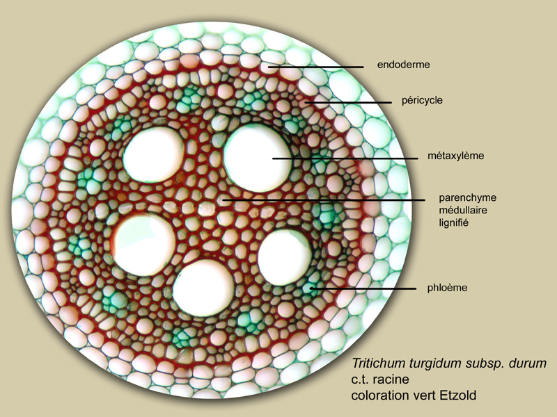 Triticum turgidum, histologie, histology. #21122