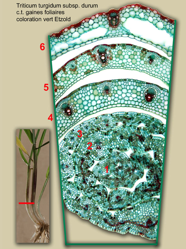 Triticum turgidum, histologie, histology. #21123