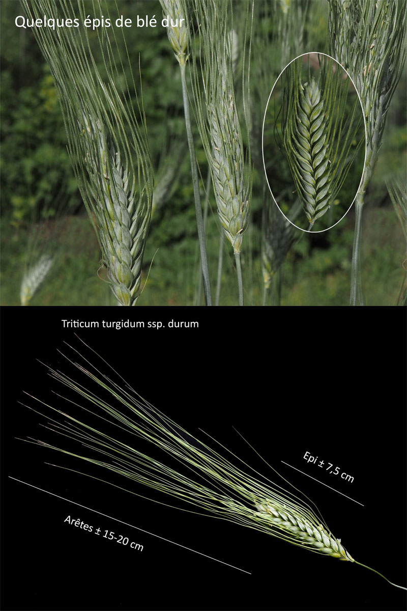 Triticum turgidum ssp. durum (Desf.) Husn.– Le blé dur #71139