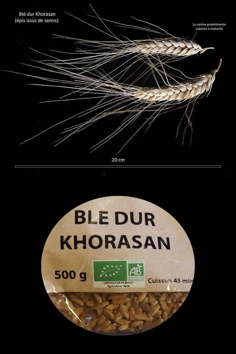 Triticum turgidum ssp. durum (Desf.) Husn.– Le blé dur #71141