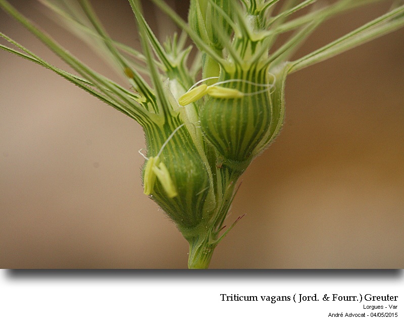 Triticum vagans ( Jord. & Fourr.) Greuter #41535