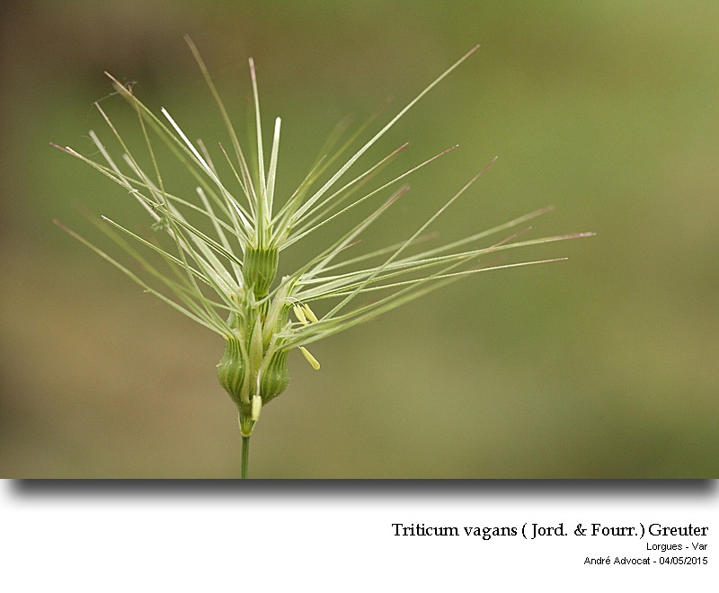 Triticum vagans ( Jord. & Fourr.) Greuter #41534