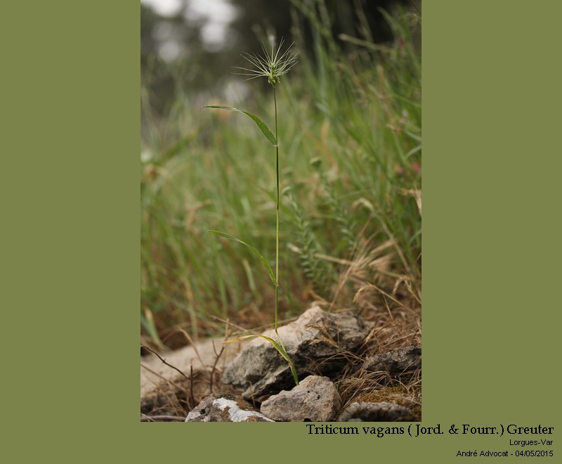 Triticum vagans ( Jord. & Fourr.) Greuter #41533